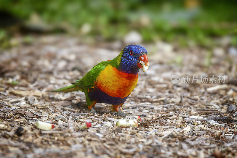 饥饿彩虹鹦鹉(Trichoglossus moluccanus)